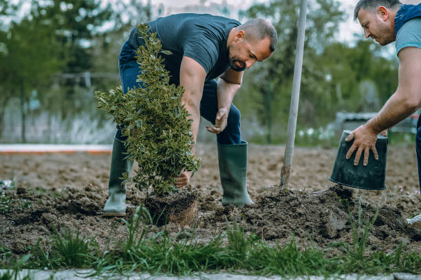 Professional Tree Removal in Greenhills, OH